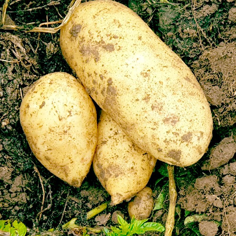 The Gourmet Potato Company 'Prince Henry' Naturally Grown Potatoes (approx. 1.5kg) Vic's Meat