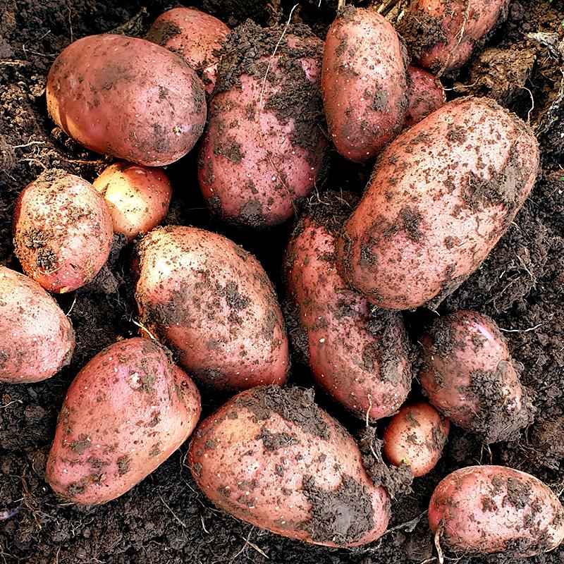 The Gourmet Potato Company 'Royal Ascot' Naturally Grown Potatoes (approx. 1.5kg) Vic's Meat